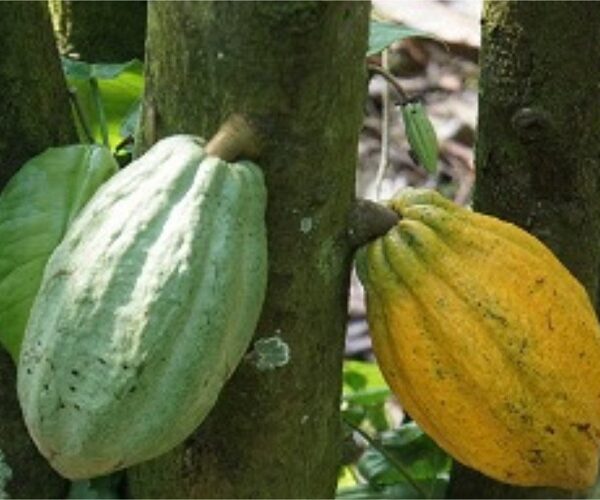 Cocoa Research Institute of Nigeria